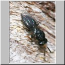 Chalcididae sp - Erzwespe 01b 3-4mm.jpg